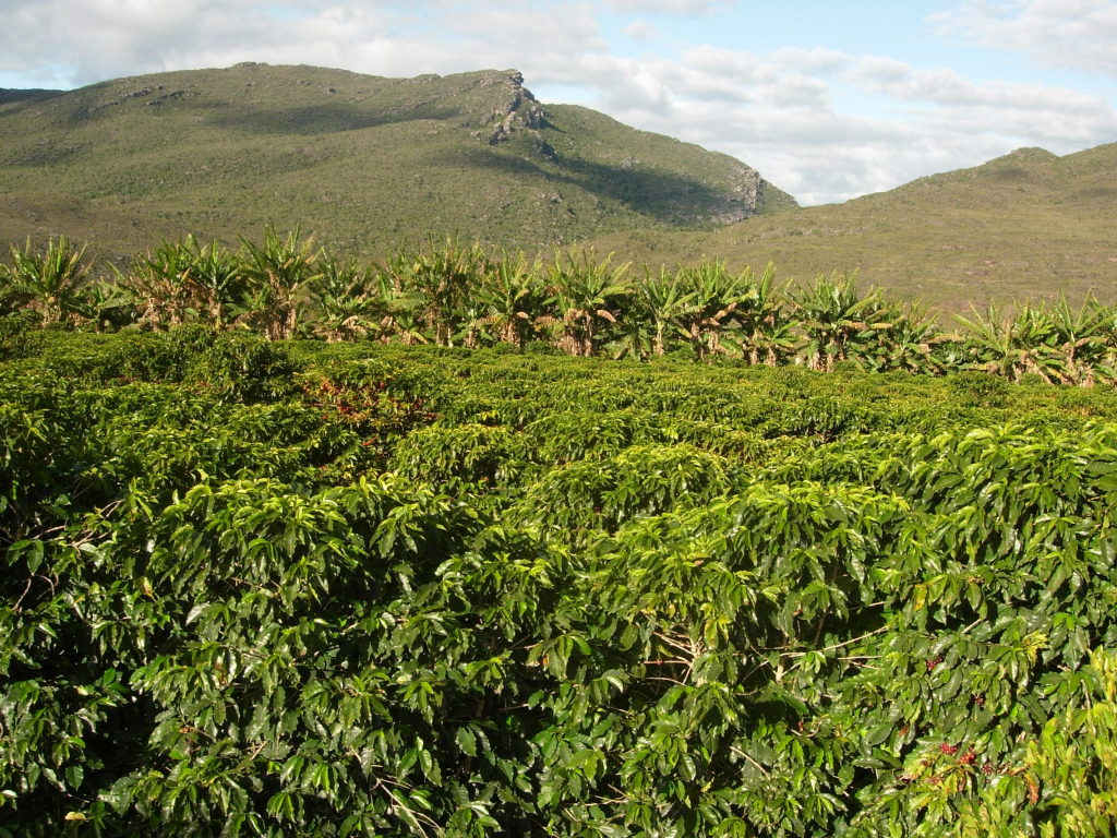 кофе эфиопии